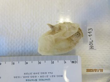 Media type: image;   Invertebrate Zoology HOL-113 Description: Preserved specimen.;